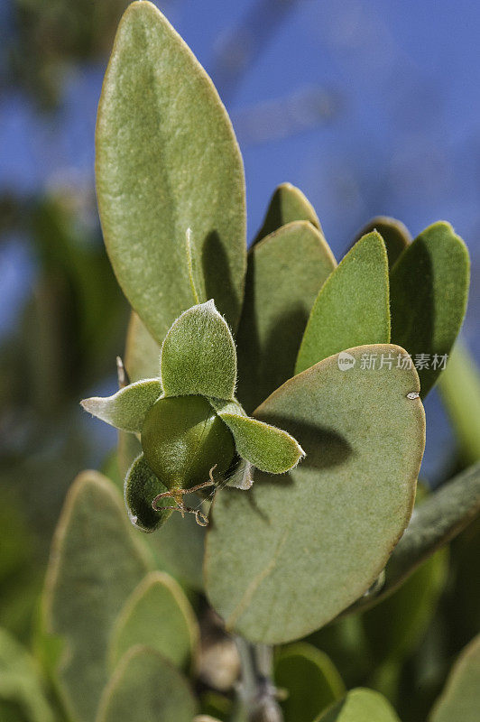 Jojoba, Simmondsia chinensis，约书亚树国家公园，加利福尼亚，莫哈韦沙漠。Simmondsiaceae。女性的植物。